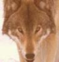 Wolfe